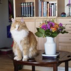 Hvem er den kønneste blomst ?